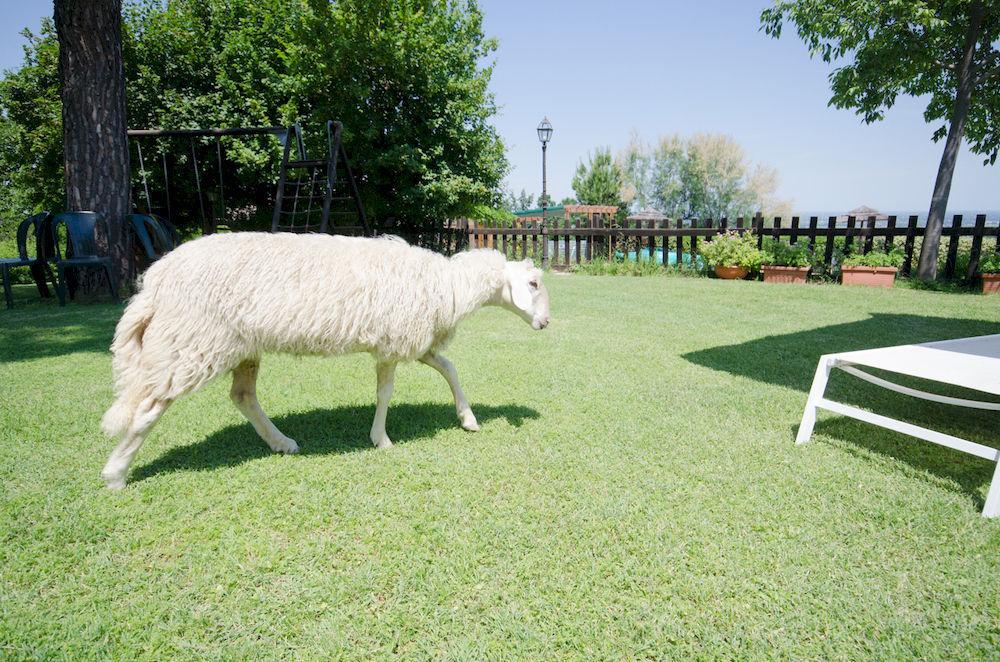 Villa Agriturismo Ca'De'Gatti à Faenza Extérieur photo