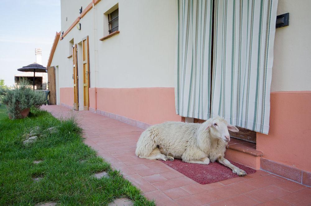 Villa Agriturismo Ca'De'Gatti à Faenza Extérieur photo